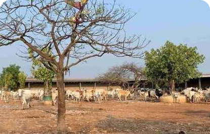 Protecting Animal Welfare